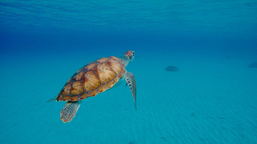 tartaruga marinha nadando na praia de piskado